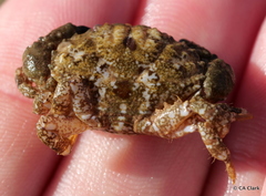 Leptodius sanguineus