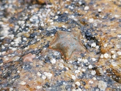 Asterina gibbosa