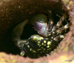 Pachygrapsus plicatus