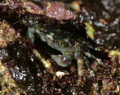 Pachygrapsus plicatus