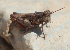 Baeacris