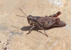Baeacris