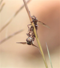 Aphamartania