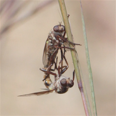 Aphamartania