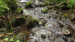 Leucanthemum rotundifolium