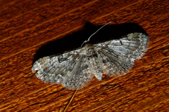 Eupithecia laquaearia