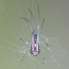 Leucauge