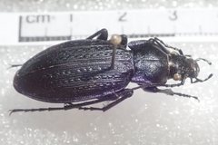 Carabus monilis