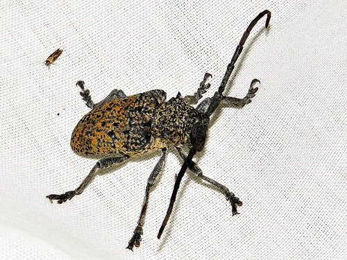 Figtree Longhorn