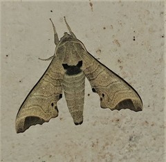 Likoma apicalis