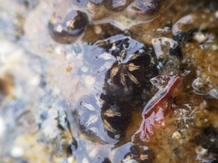 Botryllus schlosseri