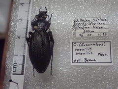 Carabus monilis