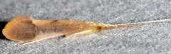 Triaenodes marginatus
