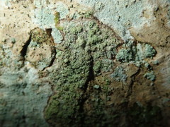 Buellia griseovirens