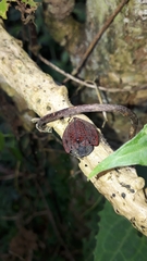 Cyrtonota textilis