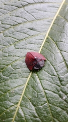 Cyrtonota textilis