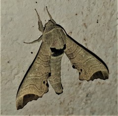 Likoma apicalis