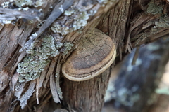 Phellinus arctostaphyli