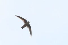 Aerodramus brevirostris
