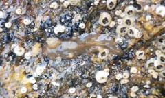 Leptoplana tremellaris