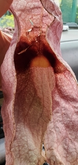 Aristolochia gigantea