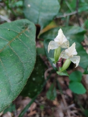Disperis lindleyana