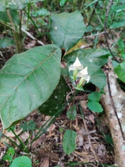 Disperis lindleyana