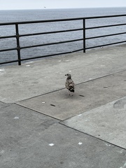 Larus occidentalis