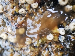 Leptoplana tremellaris