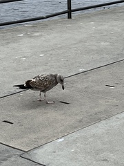 Larus occidentalis