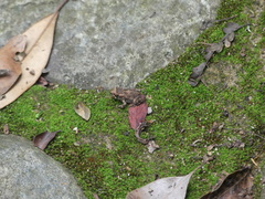 Sclerophrys pusilla