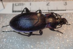 Carabus scheidleri