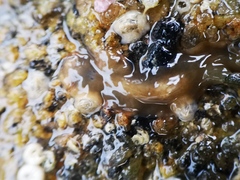 Leptoplana tremellaris