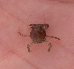 Pisidia longicornis