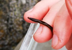 Nerophis lumbriciformis