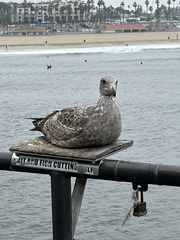 Larus occidentalis