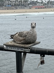 Larus occidentalis