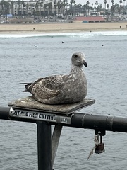 Larus occidentalis