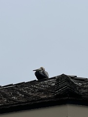 Pelecanus occidentalis