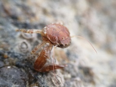 Pisidia longicornis