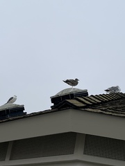 Larus occidentalis