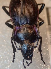 Carabus scheidleri