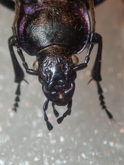 Carabus scheidleri