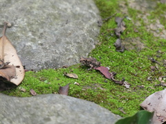 Sclerophrys pusilla