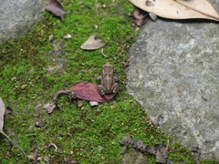 Sclerophrys pusilla