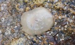 Berthella plumula
