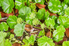 Hydrocotyle mexicana