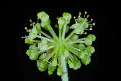 Hydrocotyle mexicana