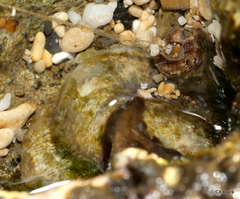 Thylacodes variabilis