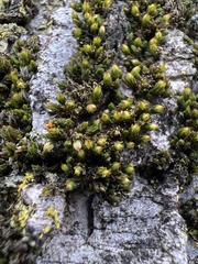 Orthotrichum pusillum